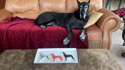 Funny Cat Guards Homemade Decorated Dog Cookies From Nosey Great Dane