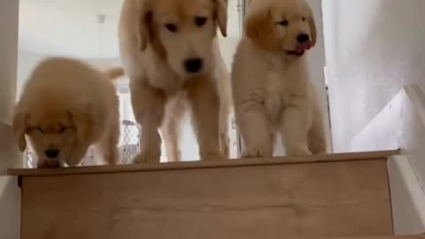Golden Retriever Pups 🐶
