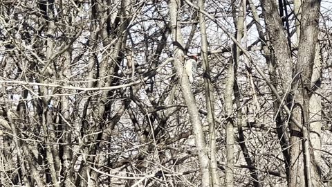 Red-Bellied Wood Pecker cooperating today