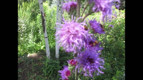 Prairie Star Blazing Star Aug 2022