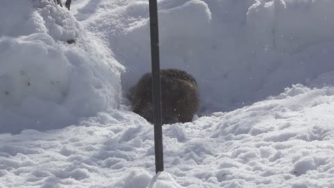 Hungry Little Bobcat