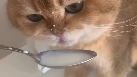 Cute Cat Drinking Milk By Spoon