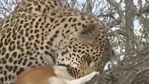 Leopardo atacar Cachorro