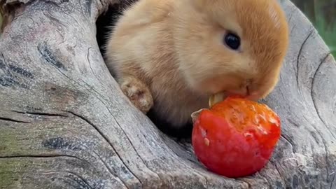 bunny eating strawberry