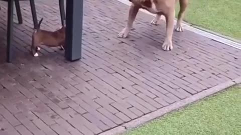 A Real-Life Battle Between a Big Dog and a Little Pup: Who Will Come Out on Top?