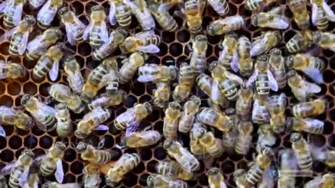 The Female Honey Bee - Questions on Islam
