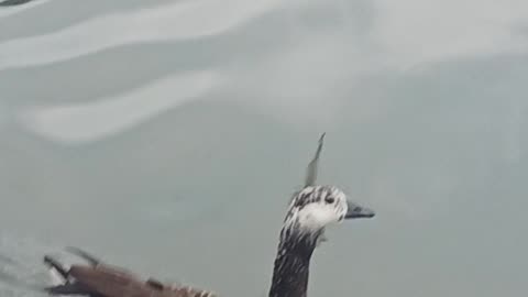 Hybrid goose