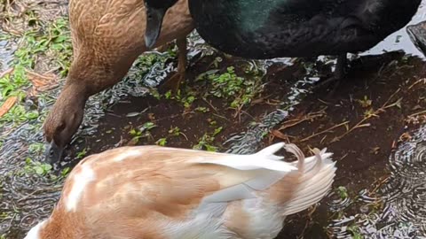 Puddle fun with the ducks!