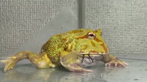 A pacman frog struggling with a giant spider【WARNING LIVE FEEDING!!】