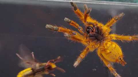 What to do if a praying mantis sees a poisonous spider