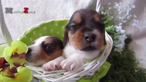 Cute puppies Howling Compilation ( The Cutest Ever).