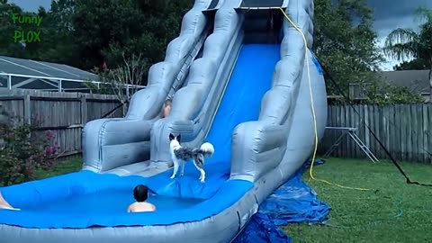 Funny Dogs on Water Slides Compilation🐶 (2023)