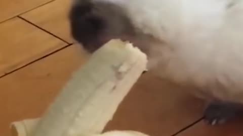 So much Funny Rabbit || Eating Banana by Rabbit | Nice video