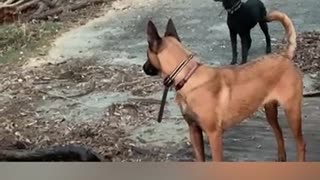 Dog obedience training: off leash recall training