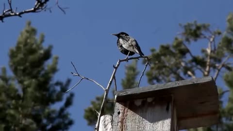 Lord Huron - The Birds Are Singing At Night