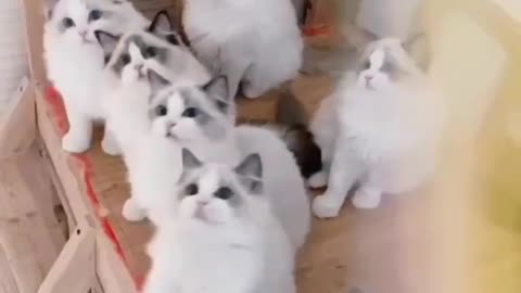 The Cats funny video