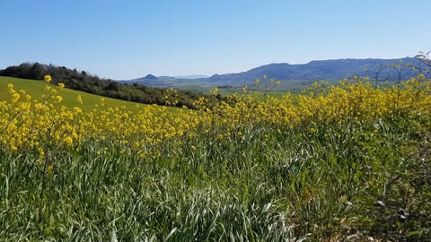 Fields Stock Footage _ Village Life