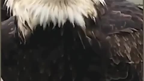 The dangerous bald eagle 🦅 hunting fish 🐠#baldeagle #wildlife #birds #bald#short