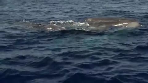 How a Big Whale giving birth?