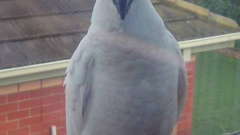 Cockatoo at my window