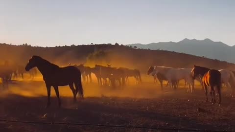 The Wild West + Wild Horses =Take my breath away