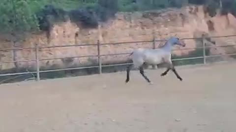 Andalusian horse being chased by a dog