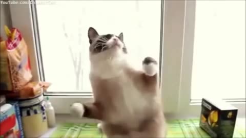 Funnyanimals