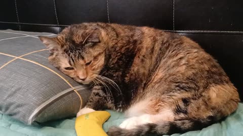 Cat sleeps next to favorite toy