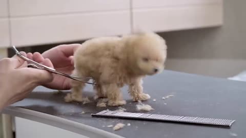 "Adorable 3-Month-Old Toy Poodle's First Grooming Day!"