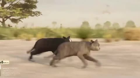 Animal speed comparison