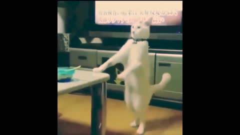 White Cat Walks Like a Human