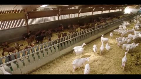 Latest Modern Goat Milking System in Amazing Million Goat Farming