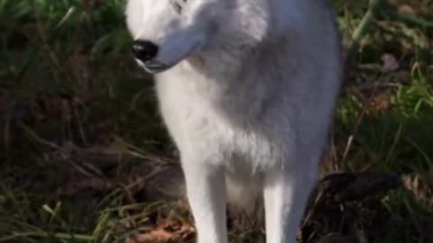 Arctic Wolf Animal Videos For Kids