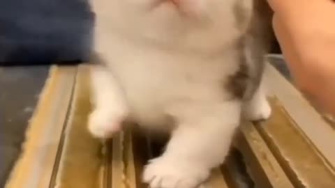 Cute Baby Cat