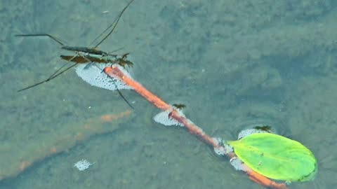 Many water striders on a river