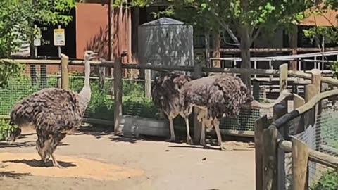 Wild Ohio Zoo Adventure Ends With Relaxing