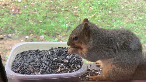 cute squirrel