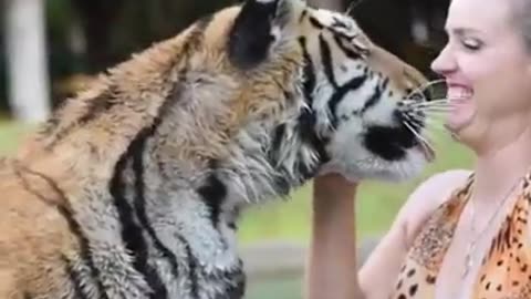 cute friendship with tiger