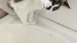Cat Drinks Water From Sink
