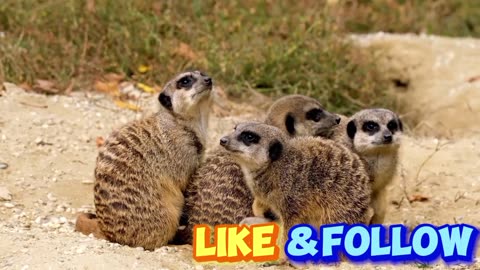 Meerkat mammal cub