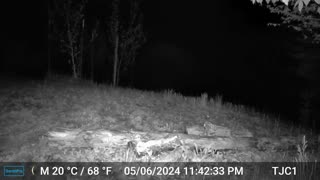 Raccoon sniffing camera