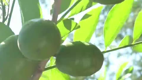 Plum is a fruit that grows here in Yucatan.