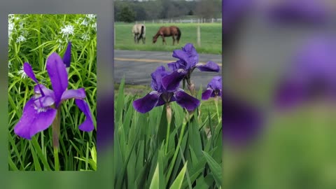 PURPLE IRISES, GRAZING HORSES, AND A GUARD DOG NAMED ESTHER!