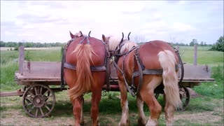 Amish Plow Horses