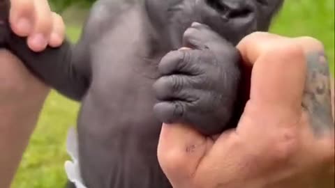 Human looking little cute monkey