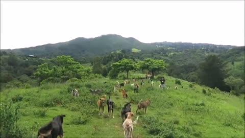 Territorio de Zaguates _Land of The Strays_ Dog Rescue Ranch Sanctuary in Costa Rica