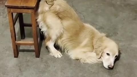 Dog helping a friend to eats food