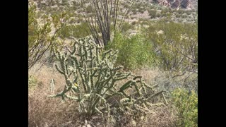 Adventure in Big Bend: Chisos Basin, Rio Grande Village & Terlingua Ranch