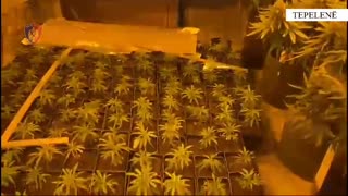 Kapet ‘shtëpia e barit’ në Tepelenë, sekuestrohen 249 bimë narkotike 25 kg