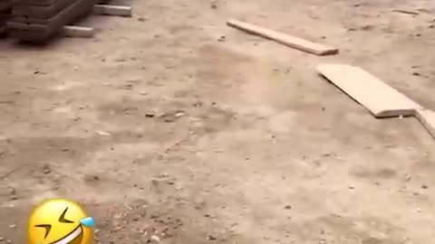 Animal funny video of the day 🤣🤣
